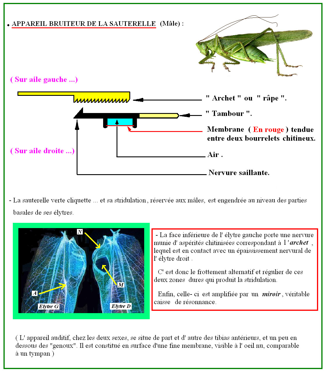 sauterelle_verte